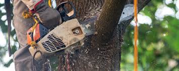 Why Choose Our Tree Removal Services in Brooktrails, CA?