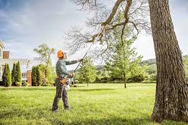 Best Palm Tree Trimming  in Brooktrails, CA