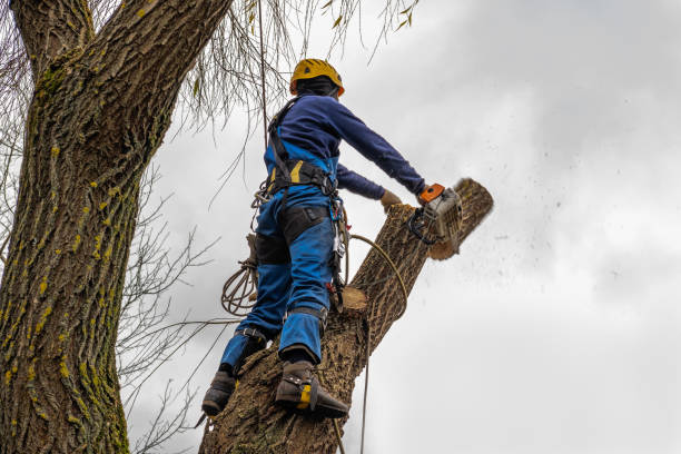  Brooktrails, CA Tree Services Pros