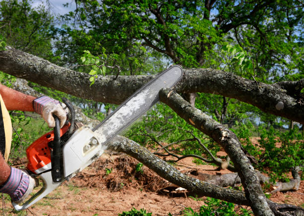 Best Tree Preservation Services  in Brooktrails, CA